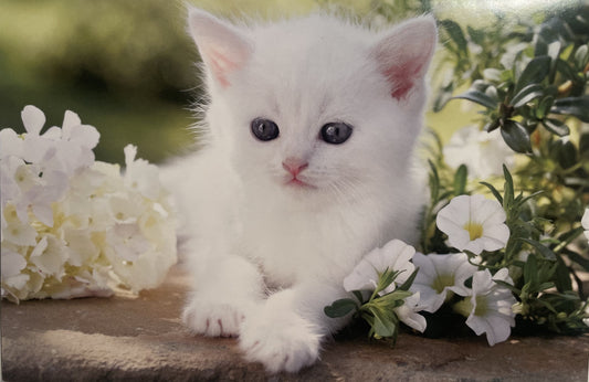 40 TARJETAS DE MASCOTAS (SIN PALABRAS)