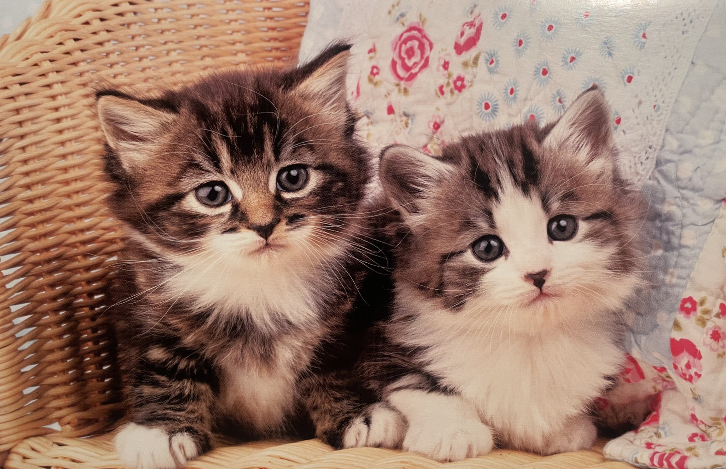 40 TARJETAS DE MASCOTAS (SIN PALABRAS)