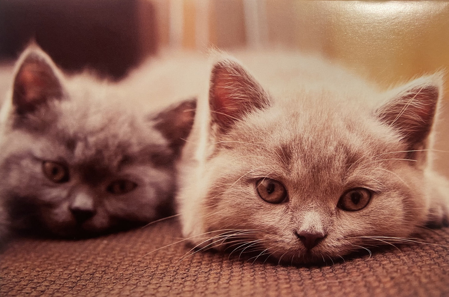 40 TARJETAS DE MASCOTAS (SIN PALABRAS)