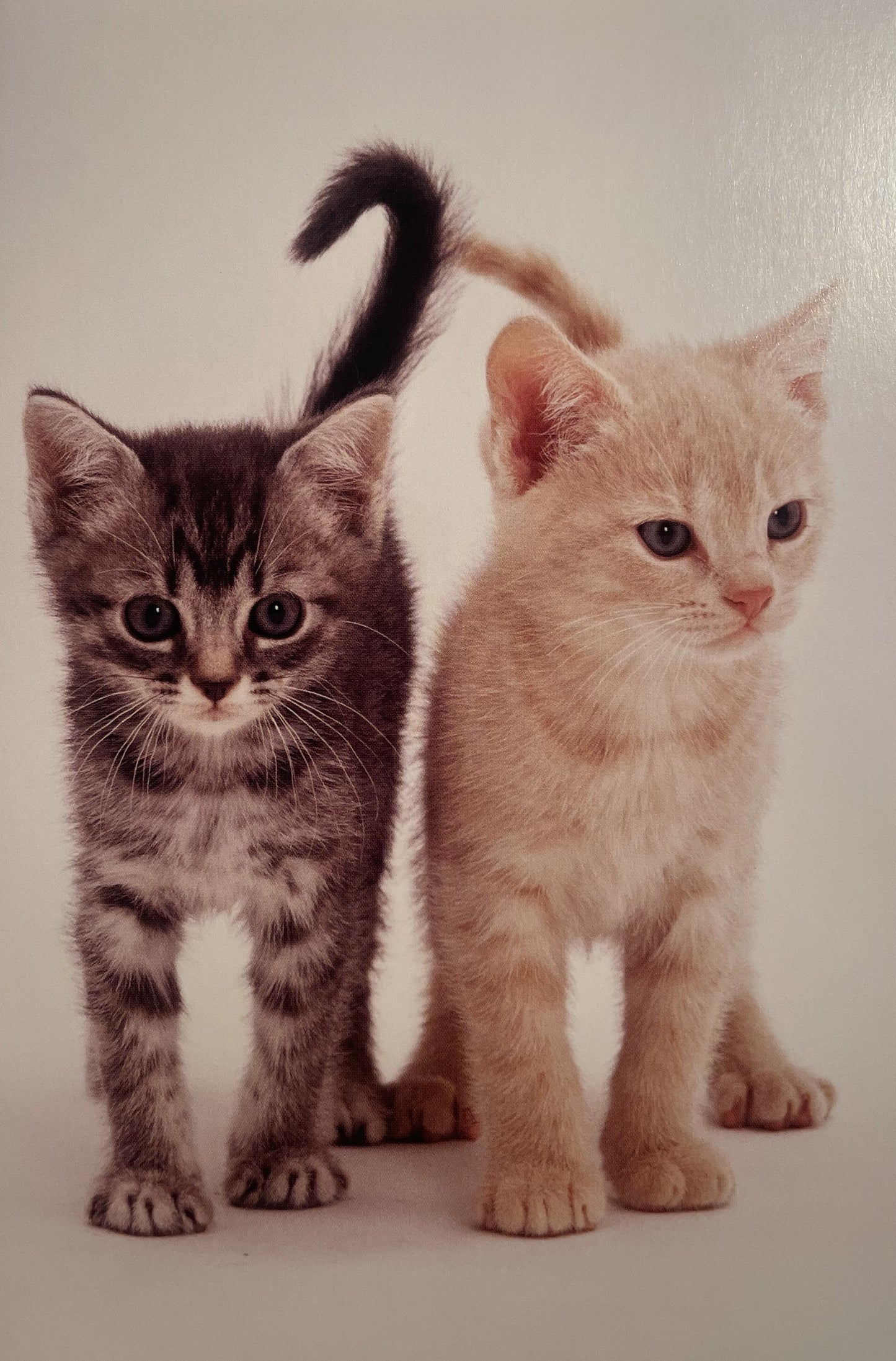 40 TARJETAS DE MASCOTAS (SIN PALABRAS)