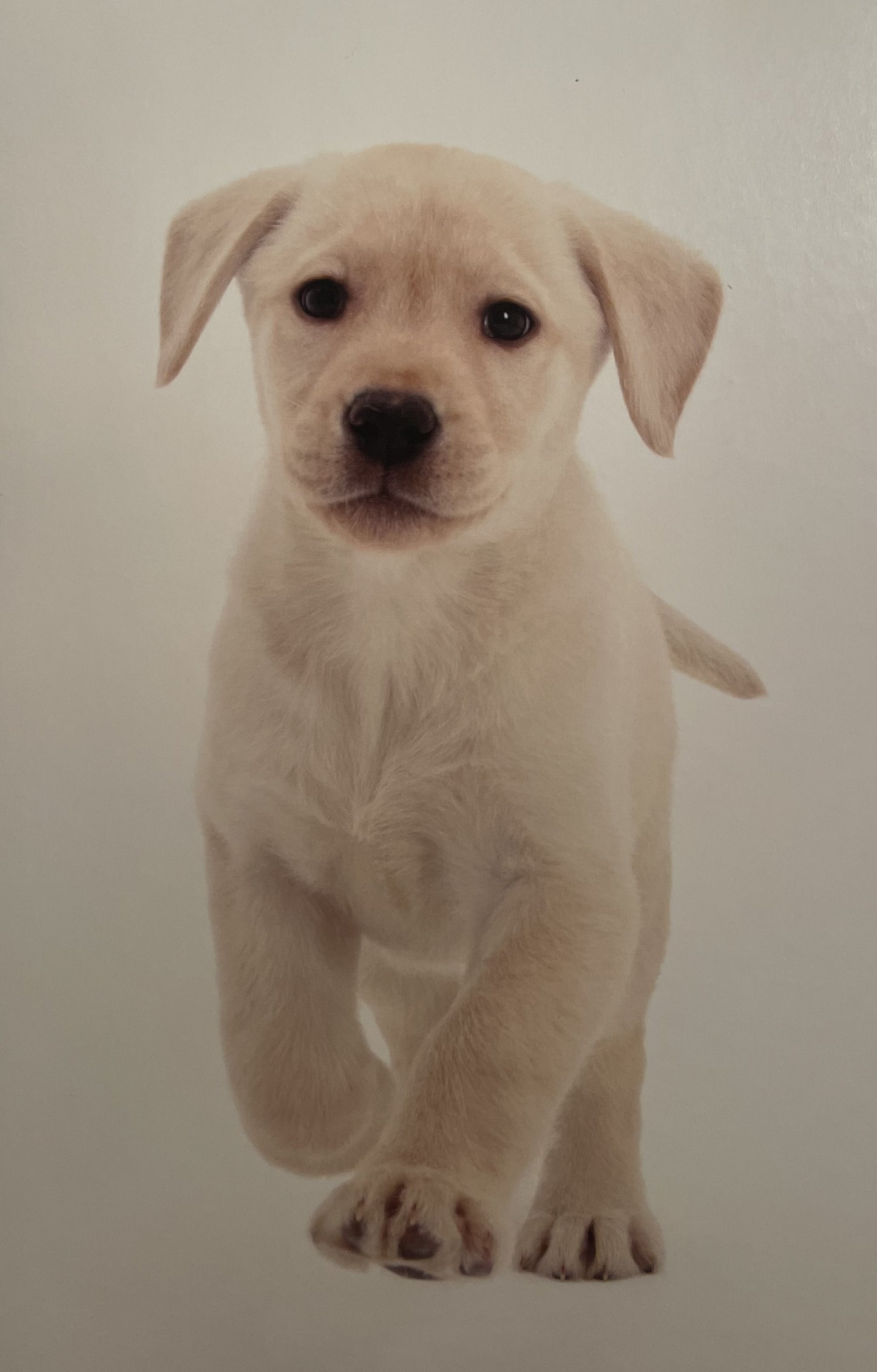 40 TARJETAS DE MASCOTAS (SIN PALABRAS)