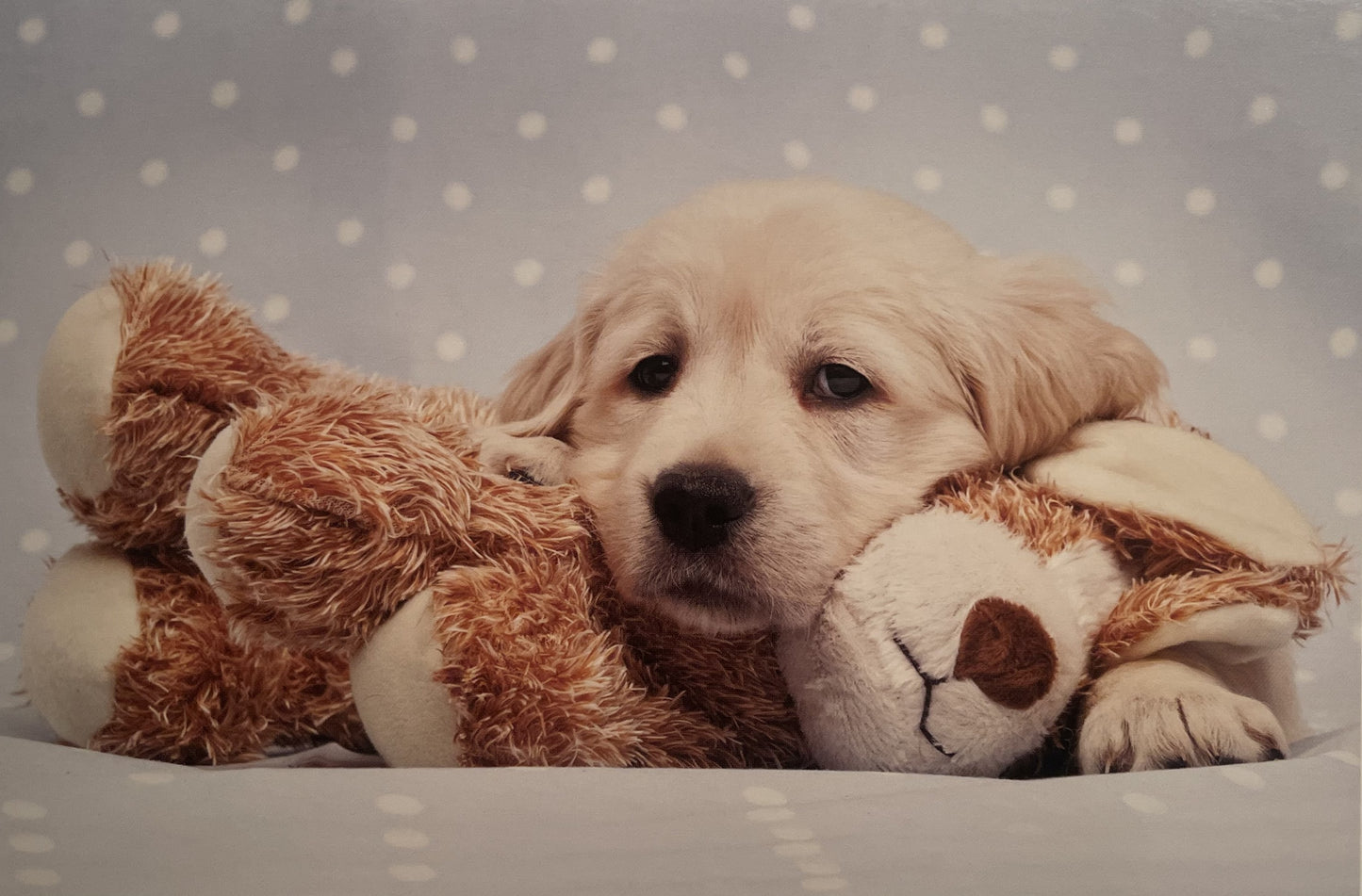 40 TARJETAS DE MASCOTAS (SIN PALABRAS)