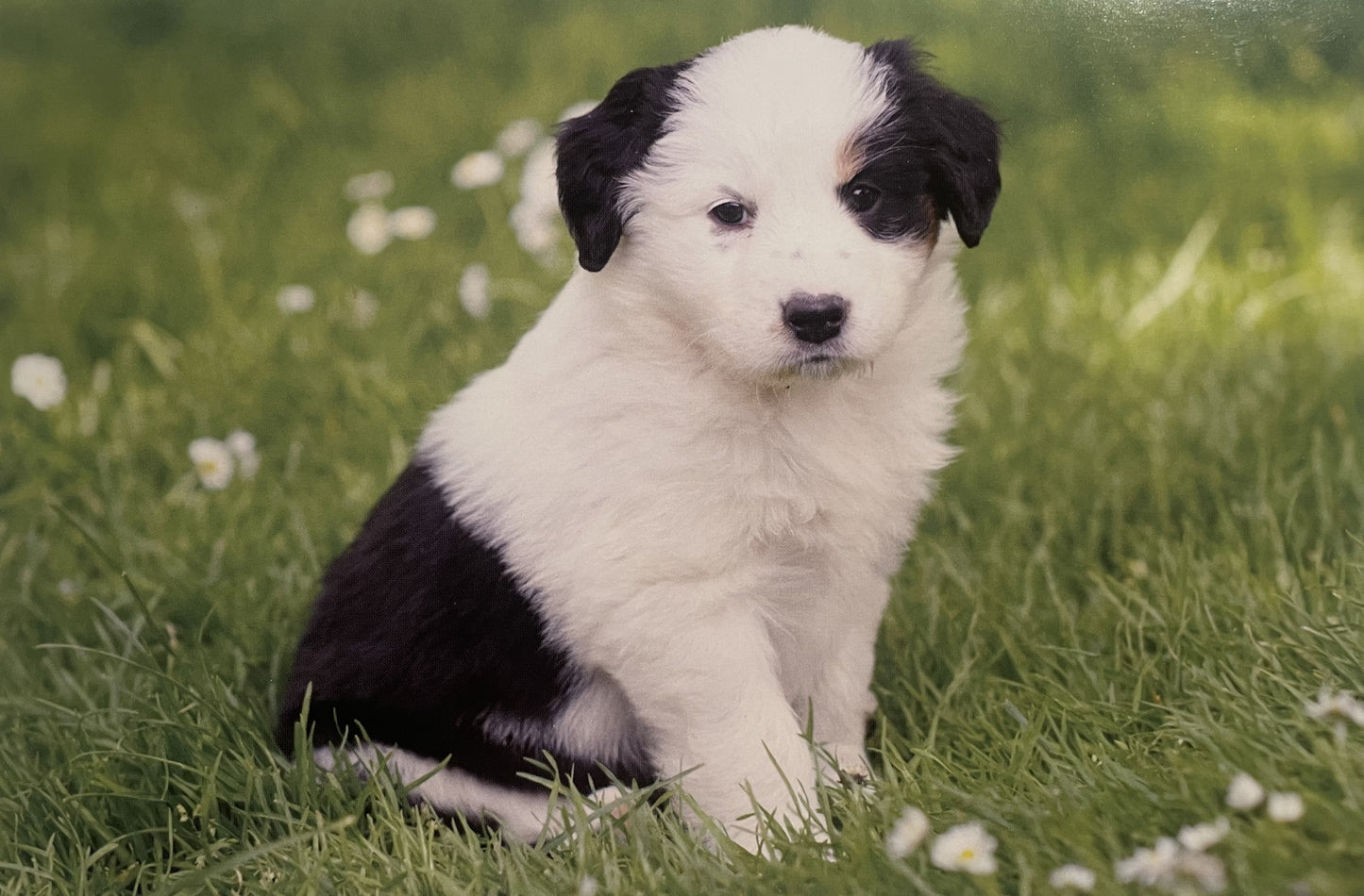 40 TARJETAS DE MASCOTAS (SIN PALABRAS)