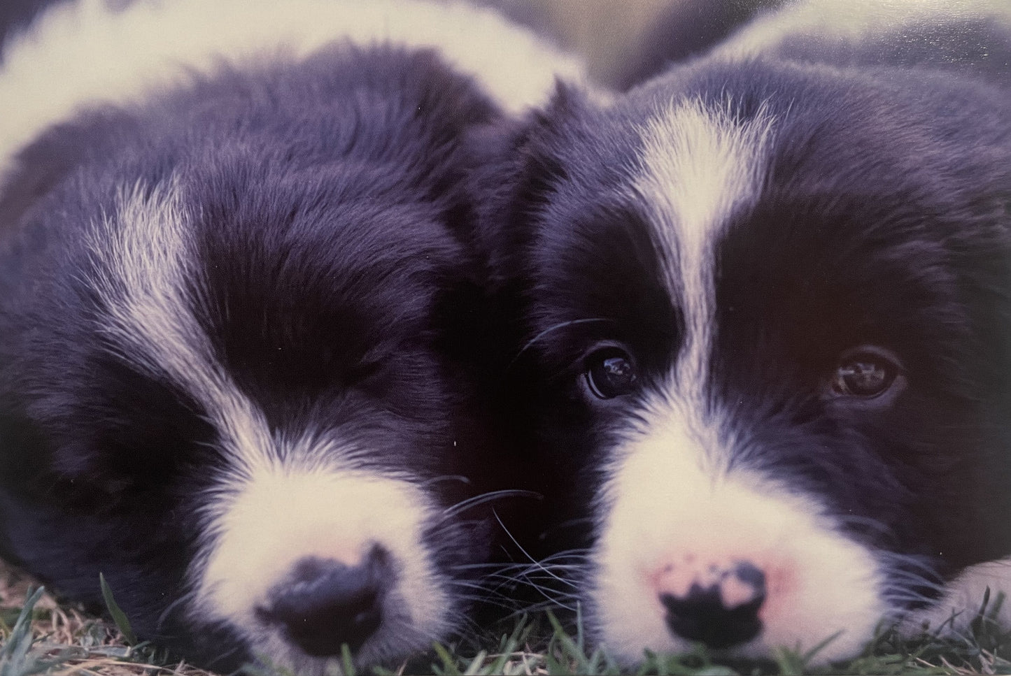 40 TARJETAS DE MASCOTAS (SIN PALABRAS)