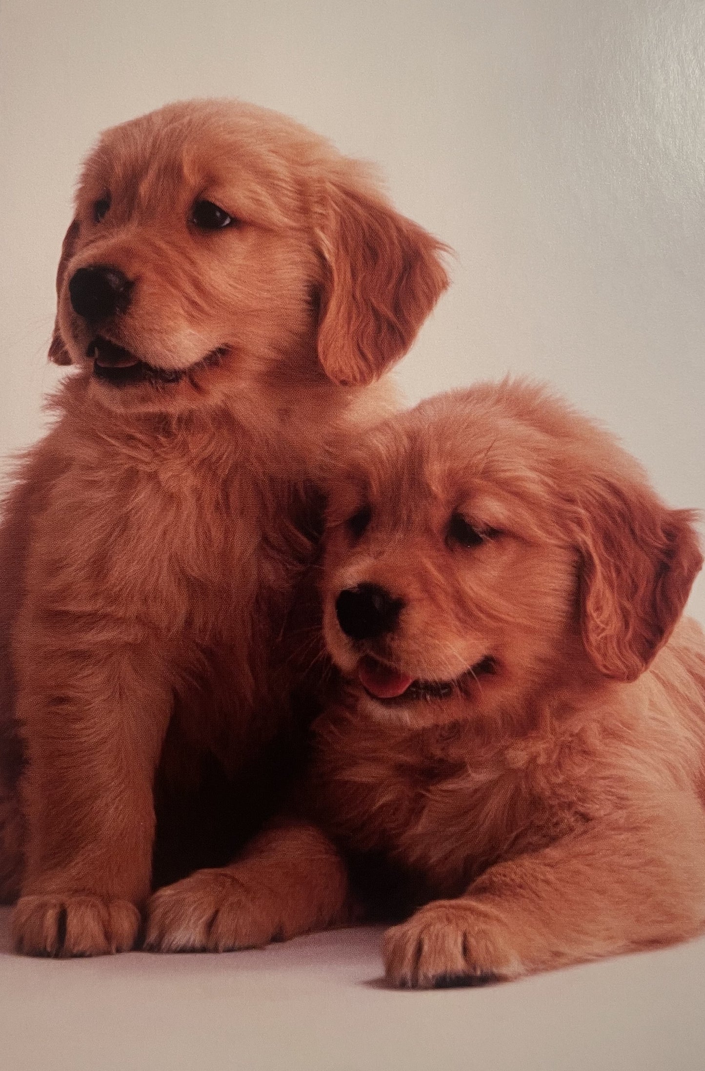 40 TARJETAS DE MASCOTAS (SIN PALABRAS)