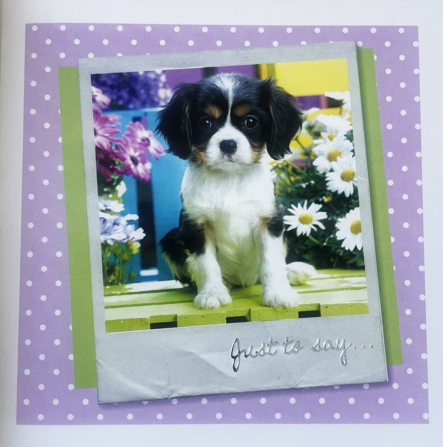 40 TARJETAS DE MASCOTAS