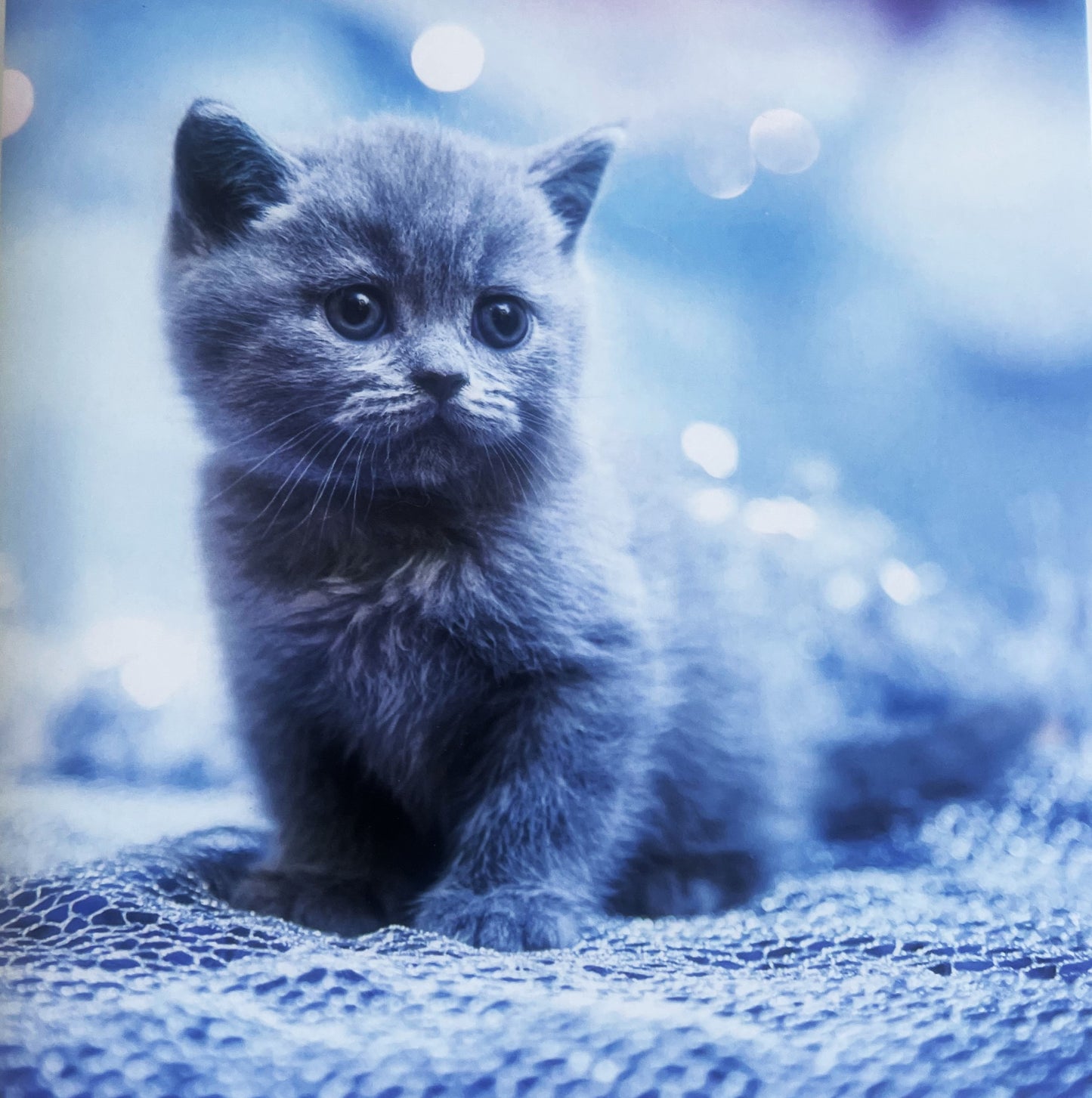 40 TARJETAS DE MASCOTAS