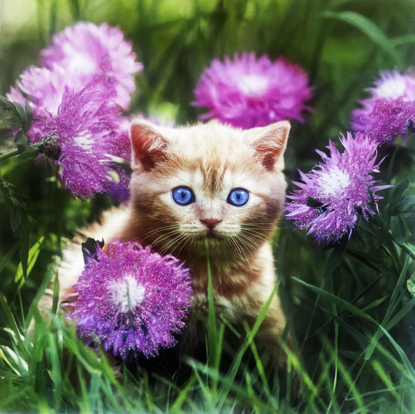 40 TARJETAS DE MASCOTAS