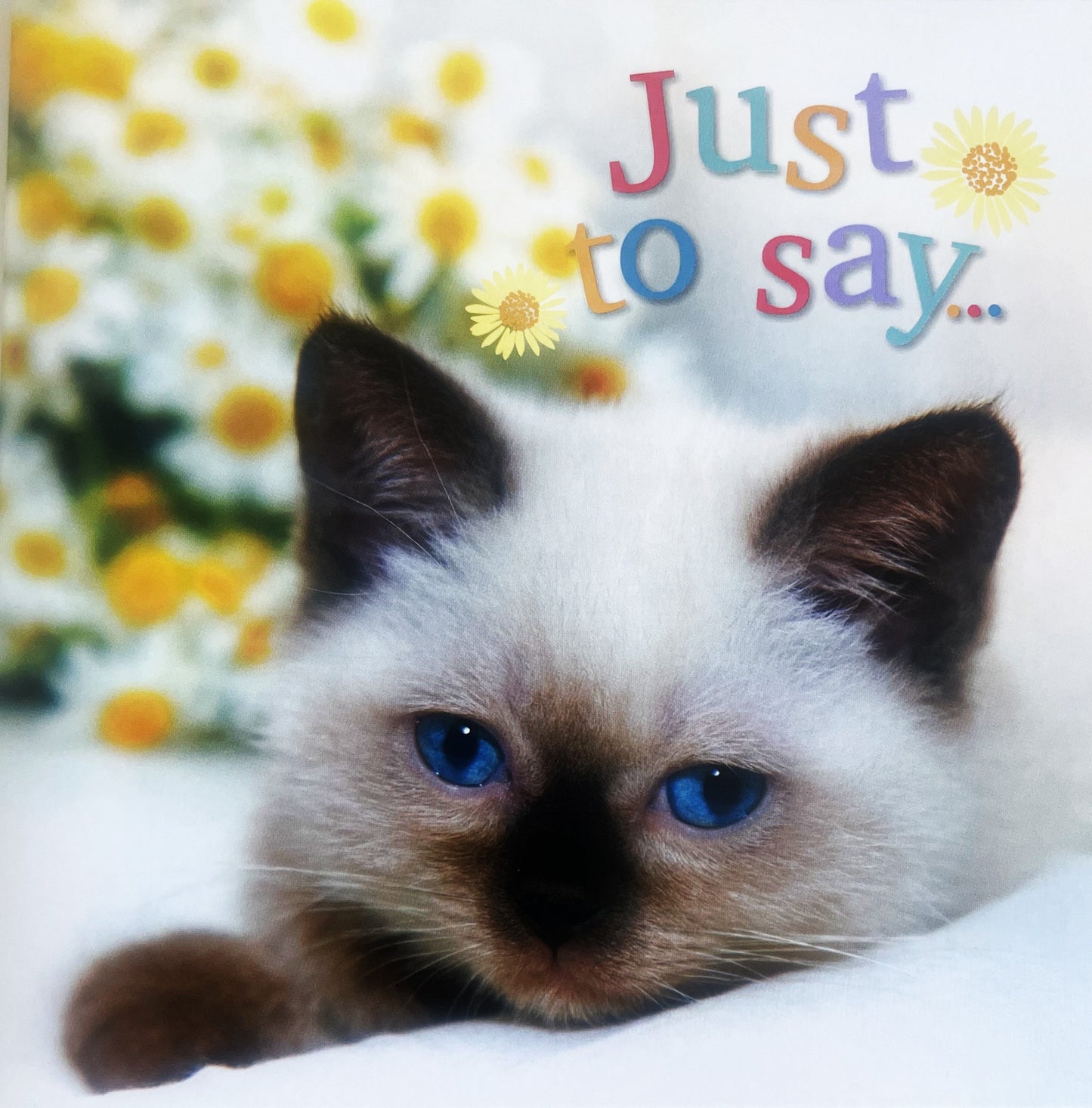 40 TARJETAS DE MASCOTAS