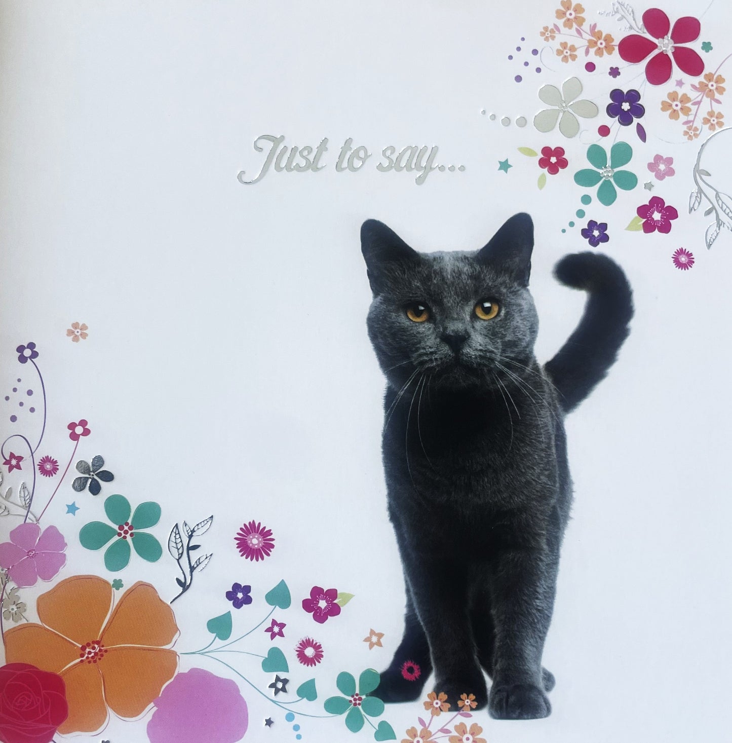 40 TARJETAS DE MASCOTAS