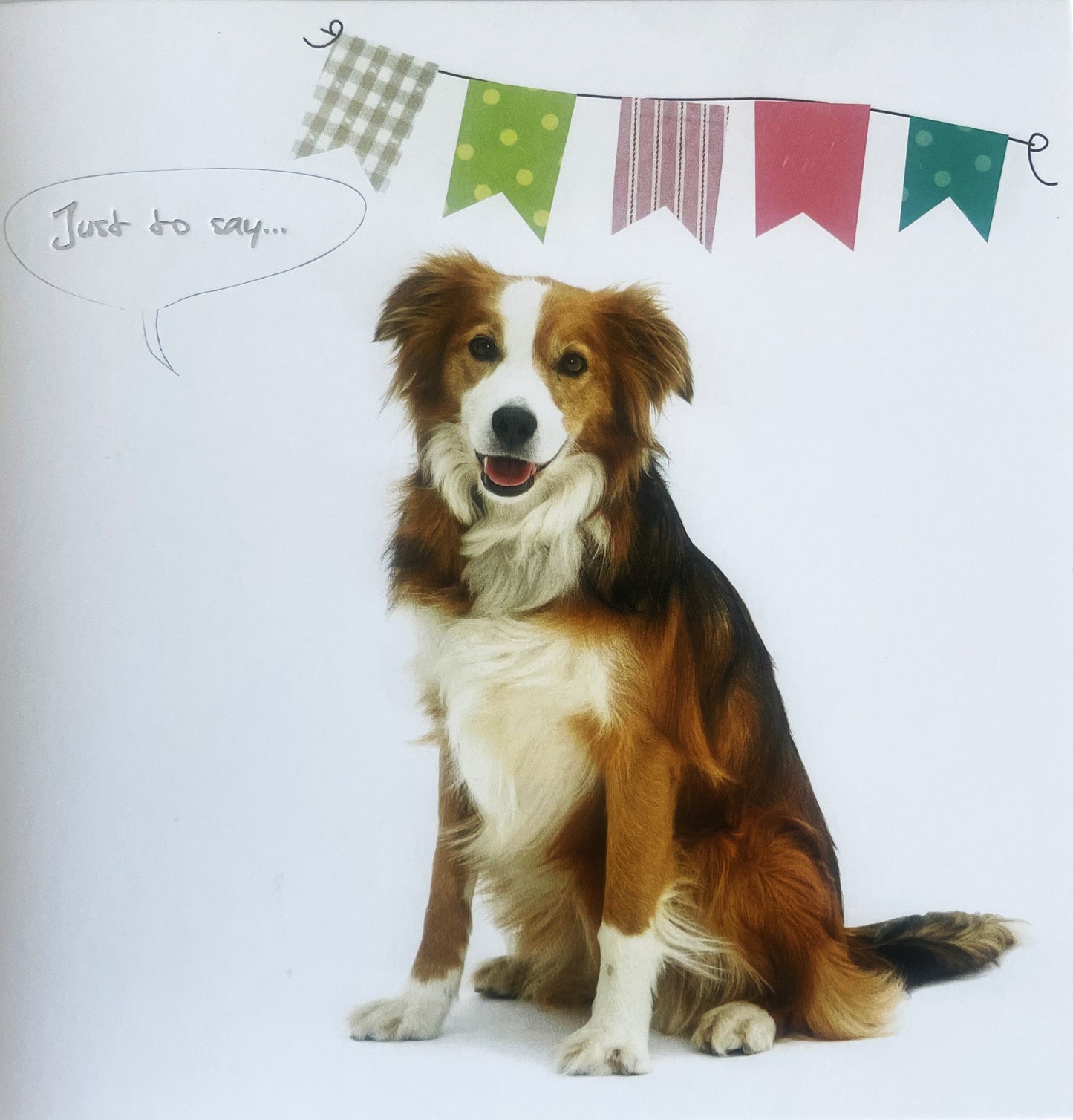 40 TARJETAS DE MASCOTAS